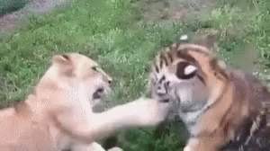lion-tiger.gif