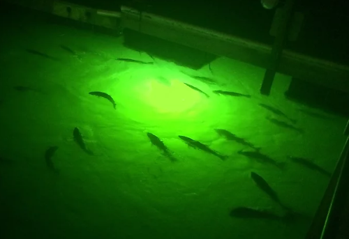 Searching for LED underwater lights? Greenglowdocklight.com is a prominent place that provides you with a wide range of underwater lights, snook lights, boat lights, fishing lights and more at a competitive price. Visit our site for more info.

https://www.greenglowdocklight.com/