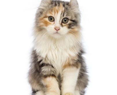 American-Curl-kitten-sitting_-Poster-Print-405x330.jpg