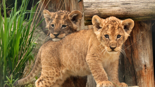 UPLOAD-TIGER-CUB.jpg