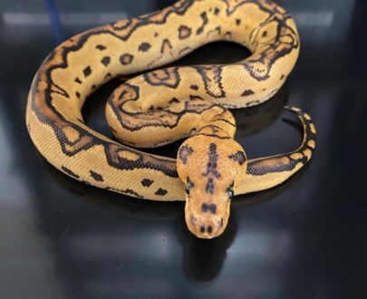 dtmgpythons_1619809484177-405x330.jpg