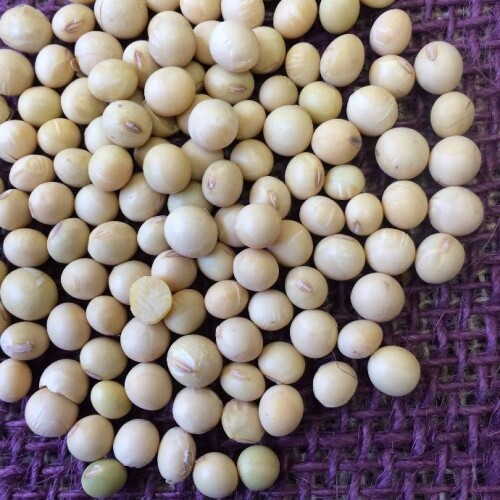 Soybeans.jpg