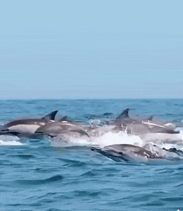 dolphin-gif-2.gif