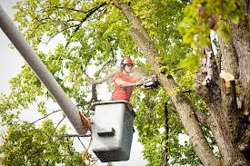 Best-Tree-Removal-In-Canterbury.jpg