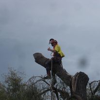 The-Tree-Removal-In-CHCH.jpg