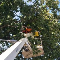 Best-Tree-Removal-In-Kaiapoi.jpg