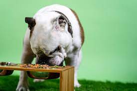 Best-Healthiest-Dog-Food-In-Singapore.jpg