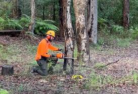 Best-Tree-Removal-In-Kaiapoi.jpg