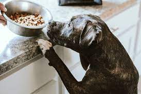 Best-Healthiest-Dog-Food-In-Singapore.jpg