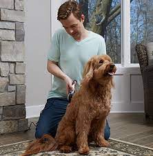 Dog-Grooming-Supplies-In-Singapore.jpg