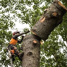 Best-Tree-Removal-In-Kaiapoi.jpg