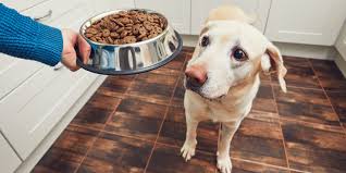 Best-Healthiest-Dog-Food-In-Singapore.jpg