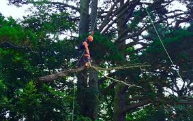 Arborist-In-Christchurch.jpg