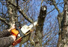 Arborist-In-Christchurch.jpg