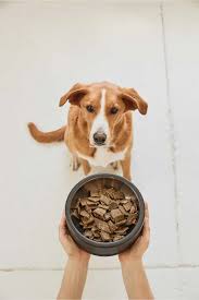 Best-Healthiest-Dog-Food-In-Singapore.jpg