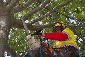 Arborist-In-Christchurch.jpg