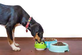 Best-Kibbles-For-Dogs-In-Singapore.jpg