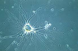 Buy-Best-Neuronal-Cell-Culture.jpg