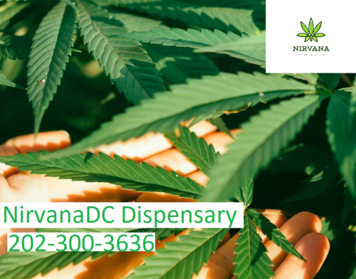 NirvanaDC Dispensary stands as a beacon for cannabis enthusiasts in the heart of Washington DC. As a premier DC cannabis shop, we pride ourselves on offering a diverse range of top-tier cannabis products tailored to meet the unique preferences of our valued clientele. Our commitment to quality, transparency, and customer satisfaction sets us apart in the bustling DC cannabis landscape. Every product on our shelves is meticulously curated, ensuring that our customers receive nothing but the best. Whether you're a seasoned cannabis connoisseur or a curious newcomer, our knowledgeable staff is always on hand to guide you through our extensive selection and answer any questions. Nestled in the vibrant streets of Washington DC, NirvanaDC Dispensary is more than just a shop; it's a haven for those seeking the finest cannabis experience. Join us and discover the true essence of cannabis at its best.

https://www.nirvanadc.com/
