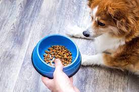 Best-Kibbles-For-Dogs-In-Singapore.jpg