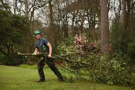 The-Best-Tree-Services-in-Canterbury.jpg