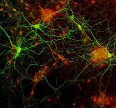 Buy-Best-Neuronal-Cell-Culture.jpg