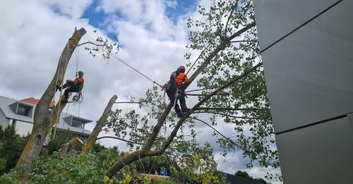 The-Best-Tree-Services-in-Canterbury.jpg