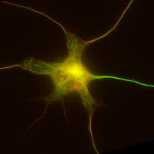 Buy-Best-Neuronal-Cell-Culture.jpg