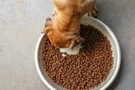 Best-Kibbles-For-Dogs-In-Singapore.jpg