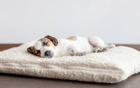 Dog-Cooling-Mat-In-Singapore.jpg
