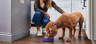 Get-The-Best-Grain-Free-Dog-Food-In-Singapore.jpg