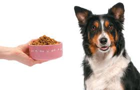 The-Best-Guide-to-Getting-the-Most-Out-of-Annamaet-Petfoods.jpg