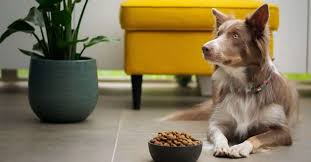 The-Best-Food-for-Sensitive-Skin-Dogs.jpg