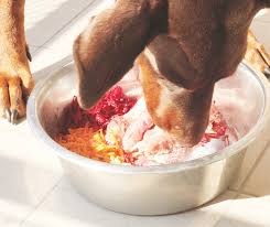 The-Best-Food-for-Sensitive-Skin-Dogs.jpg