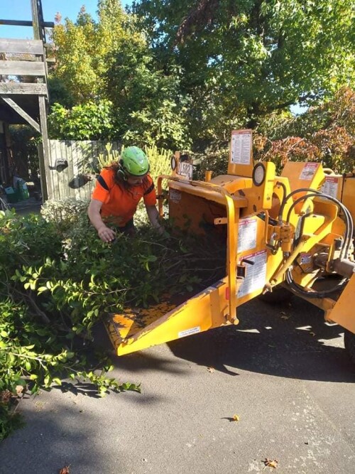 The-Best-Arborist-in-Kaiapoi.jpg