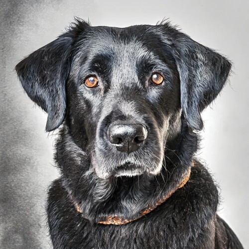 dog-charcoal-portrait-1.jpg