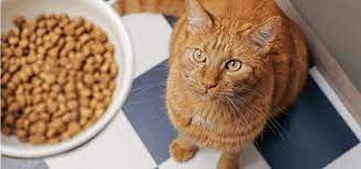 Buy-Best-Cat-Kibble-In-Singapore.jpg