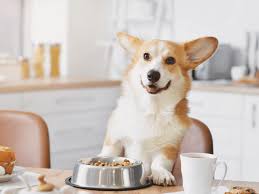 The-Best-Way-to-Get-Low-Fat-Dog-Food.jpg