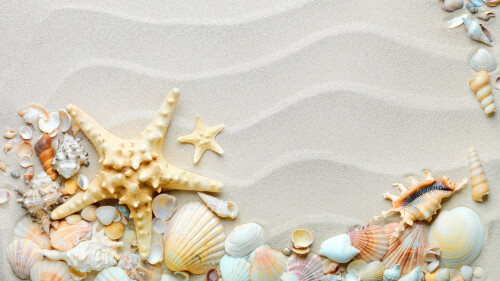 seashells-on-white-beach-nhsbrgi3hd3scawe.jpg