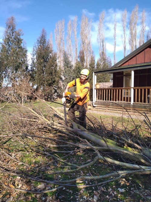 The-Best-Tree-Services-in-Rangiora.jpg