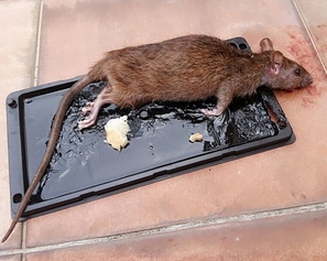 rodents.jpg