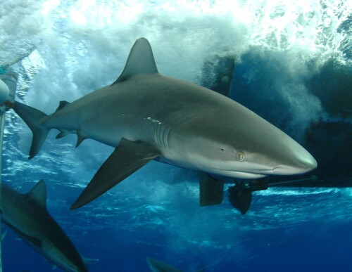 Galapagos-Shark3-scaled.jpg