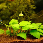 5-Best-Aquatic-Plants-That-Flower-150x150.png