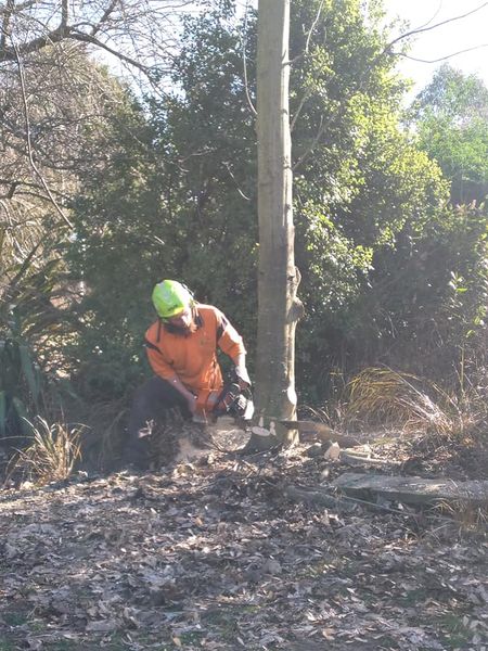 The-Best-Tree-Services-in-Rangiora.jpg