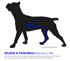 stomach-Meridians-in-Pets.png