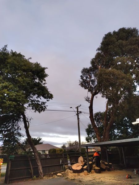 The-Best-Tree-Services-in-Rangiora.jpg