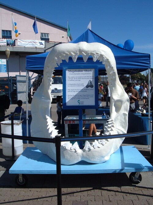 Aquarium_of_the_Bay_replica_Megalodon_jaw.jpg