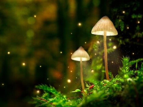 magic-mushrooms-in-washington-dc.jpg