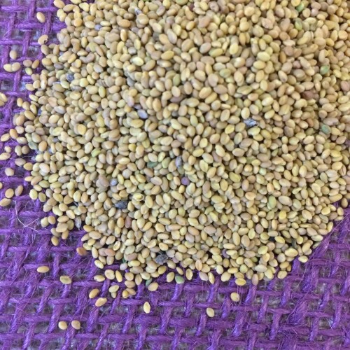 Crimson-Clover---Inoculated.jpg