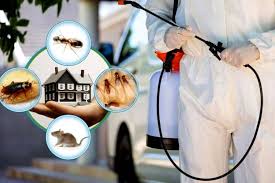 The-Best-Strategies-to-Get-Pest-Control-Agencies.jpg